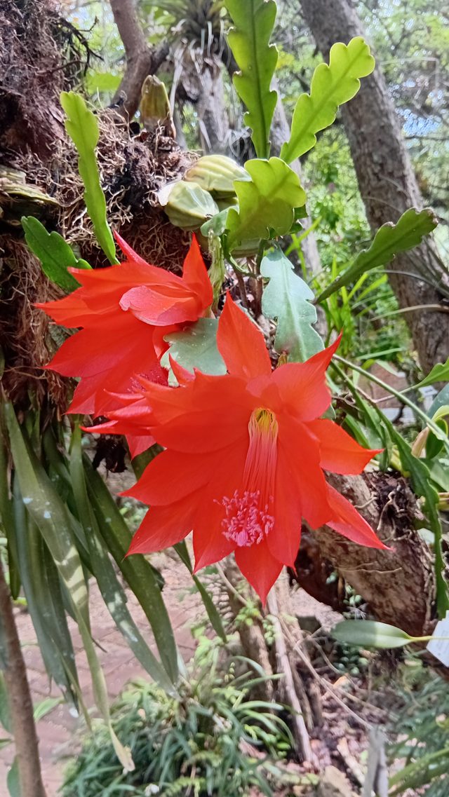 令箭荷花