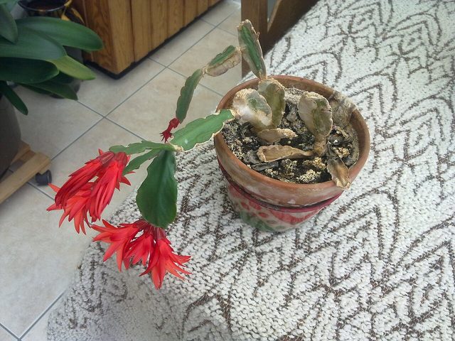 假昙花