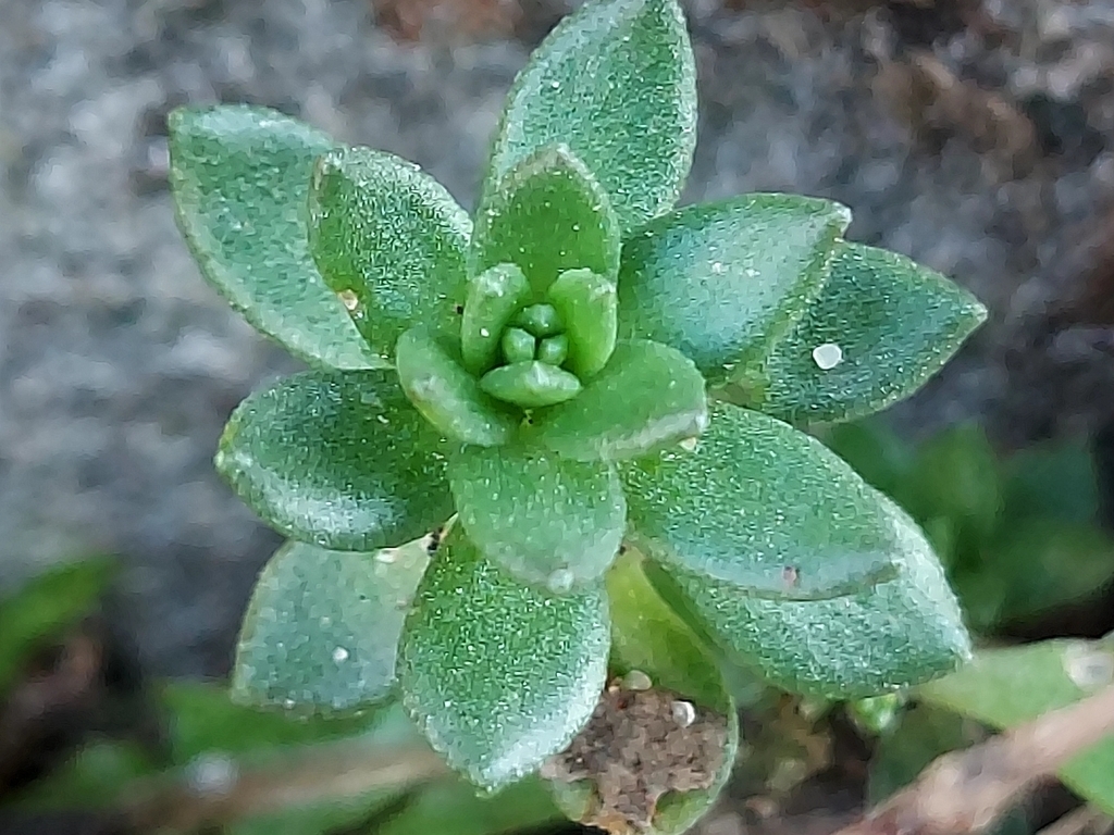 垂盆草照片2