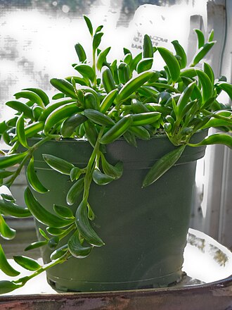 弦月照片1
