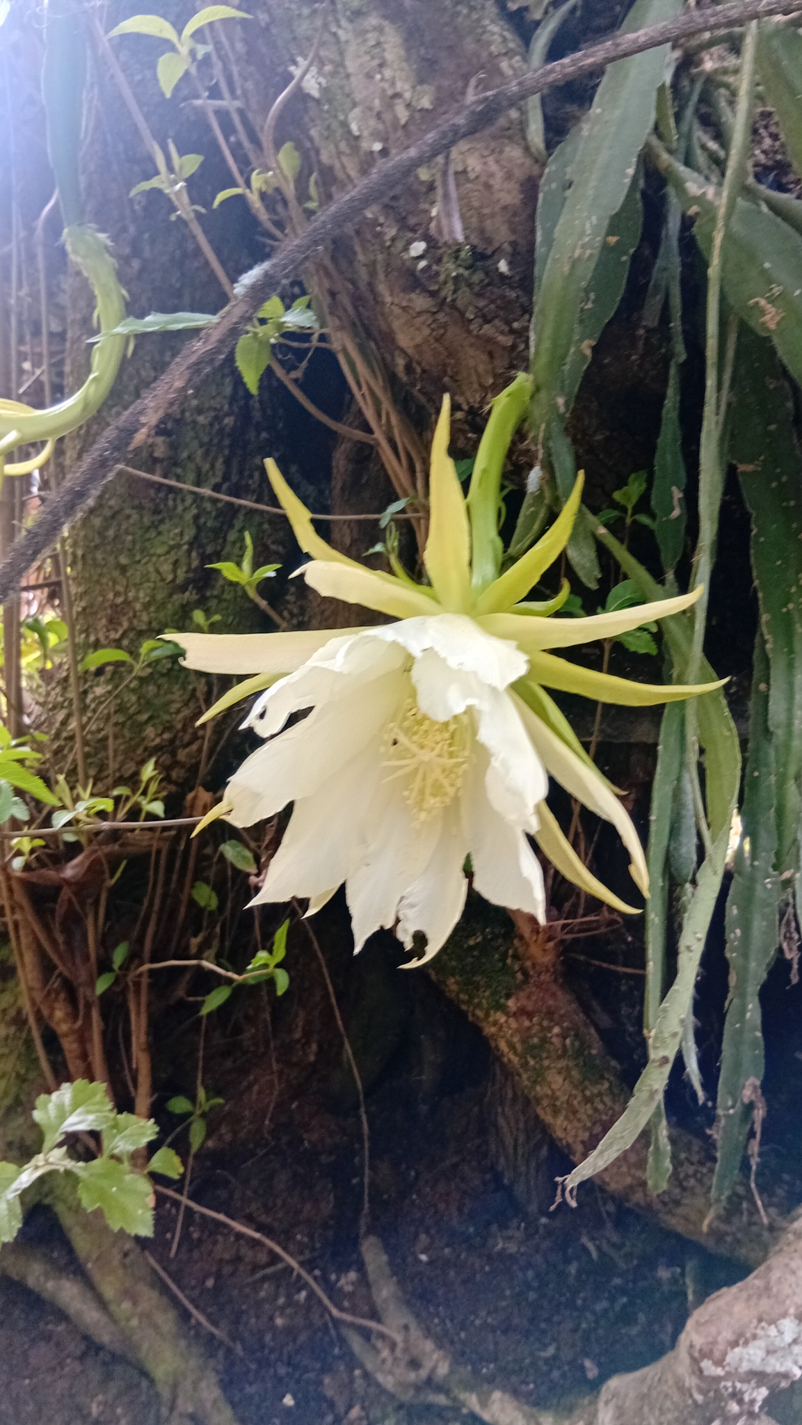 昙花照片1