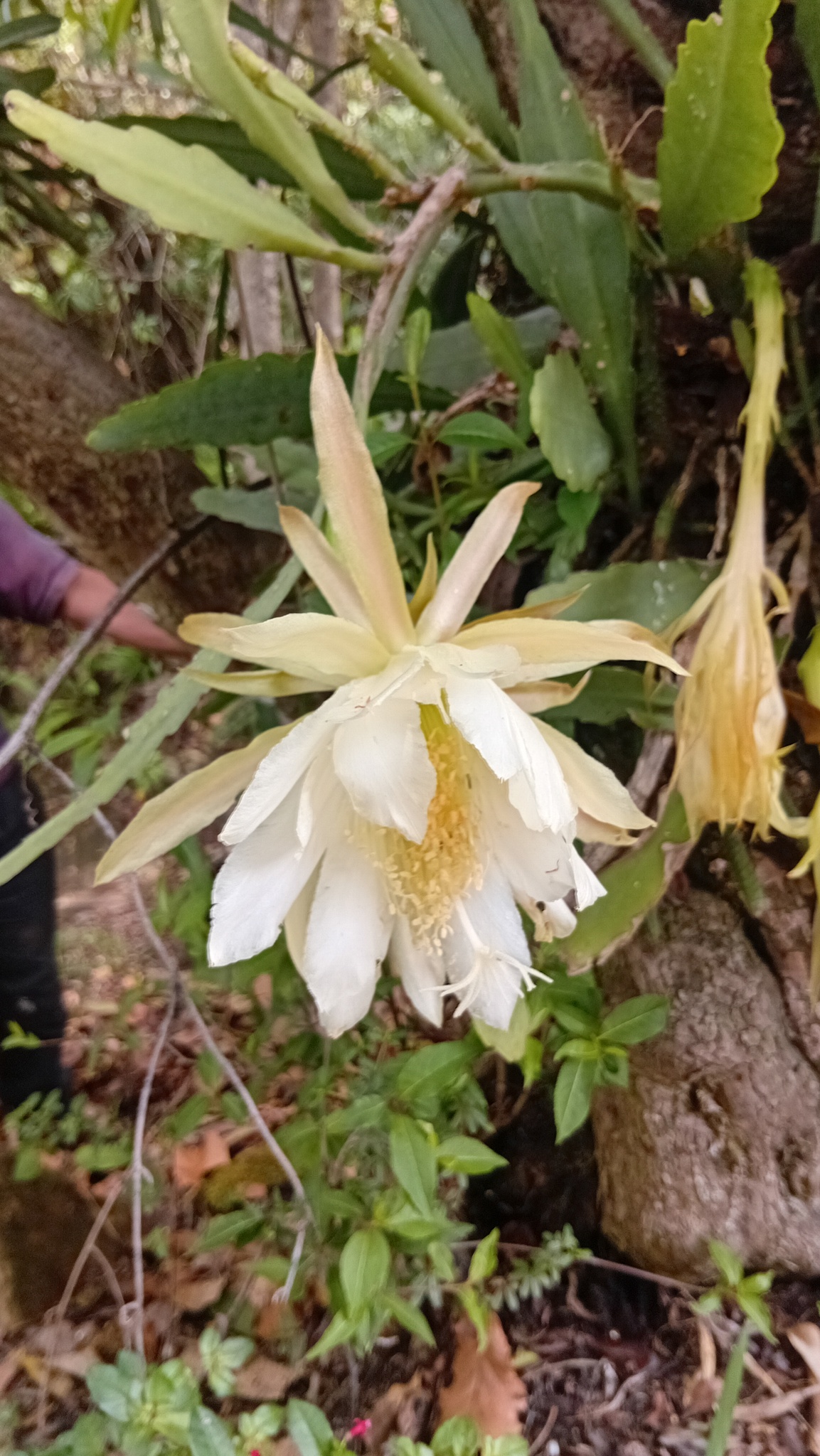 昙花照片2
