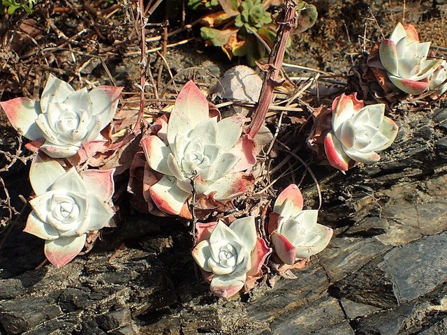 白菊