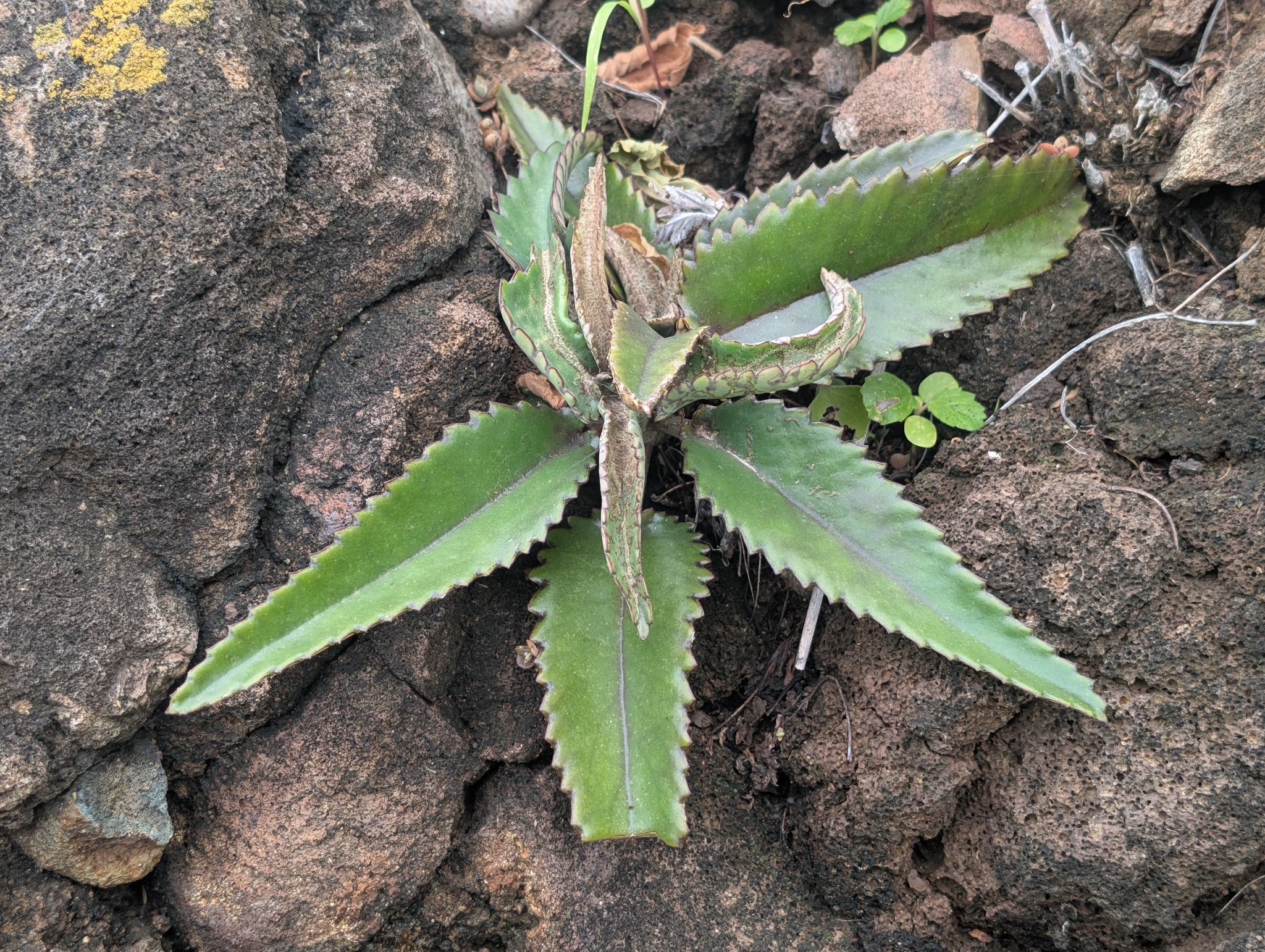 落地生根照片1