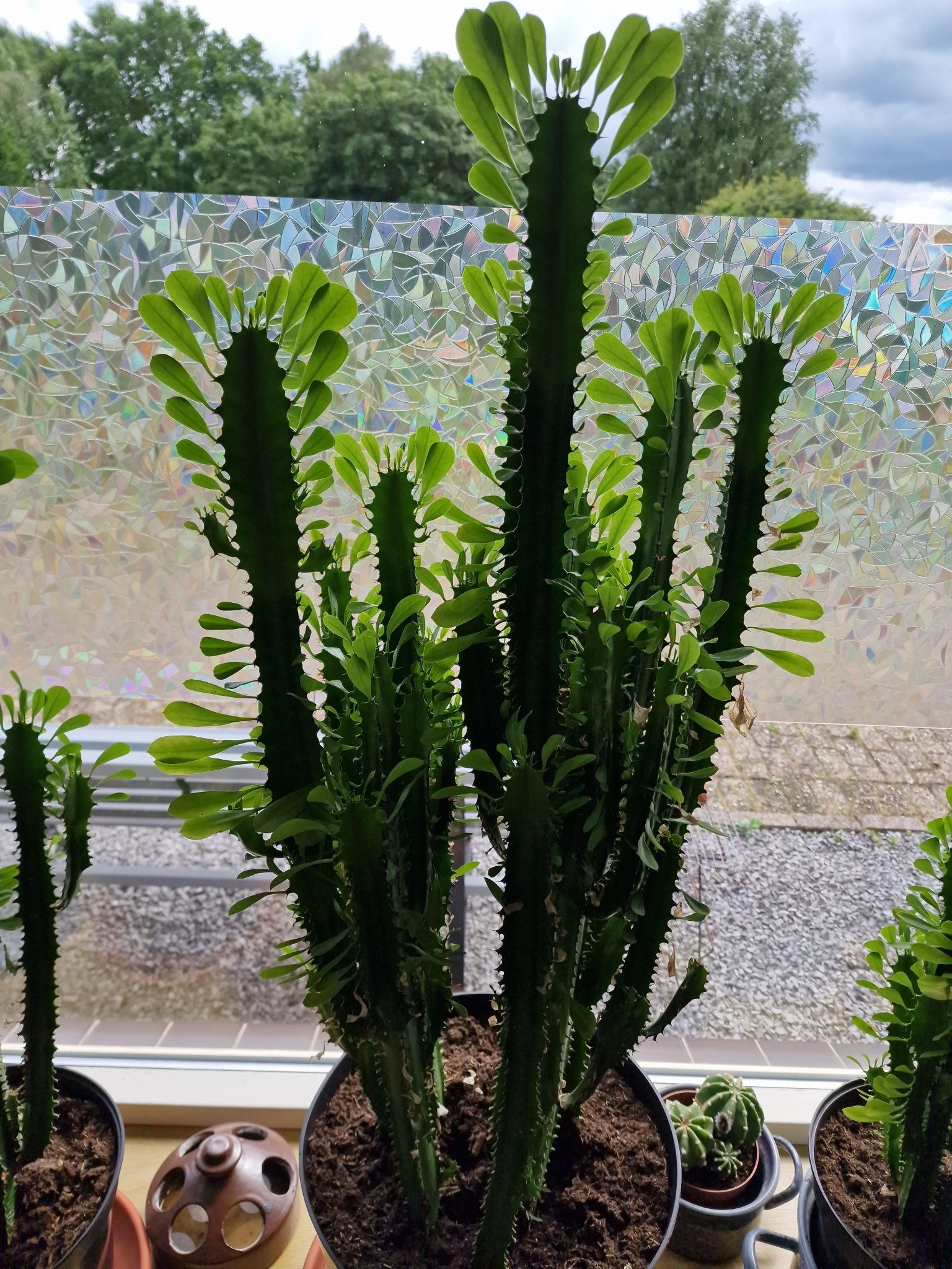 龙骨照片2