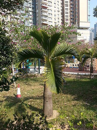 酒瓶椰子照片2