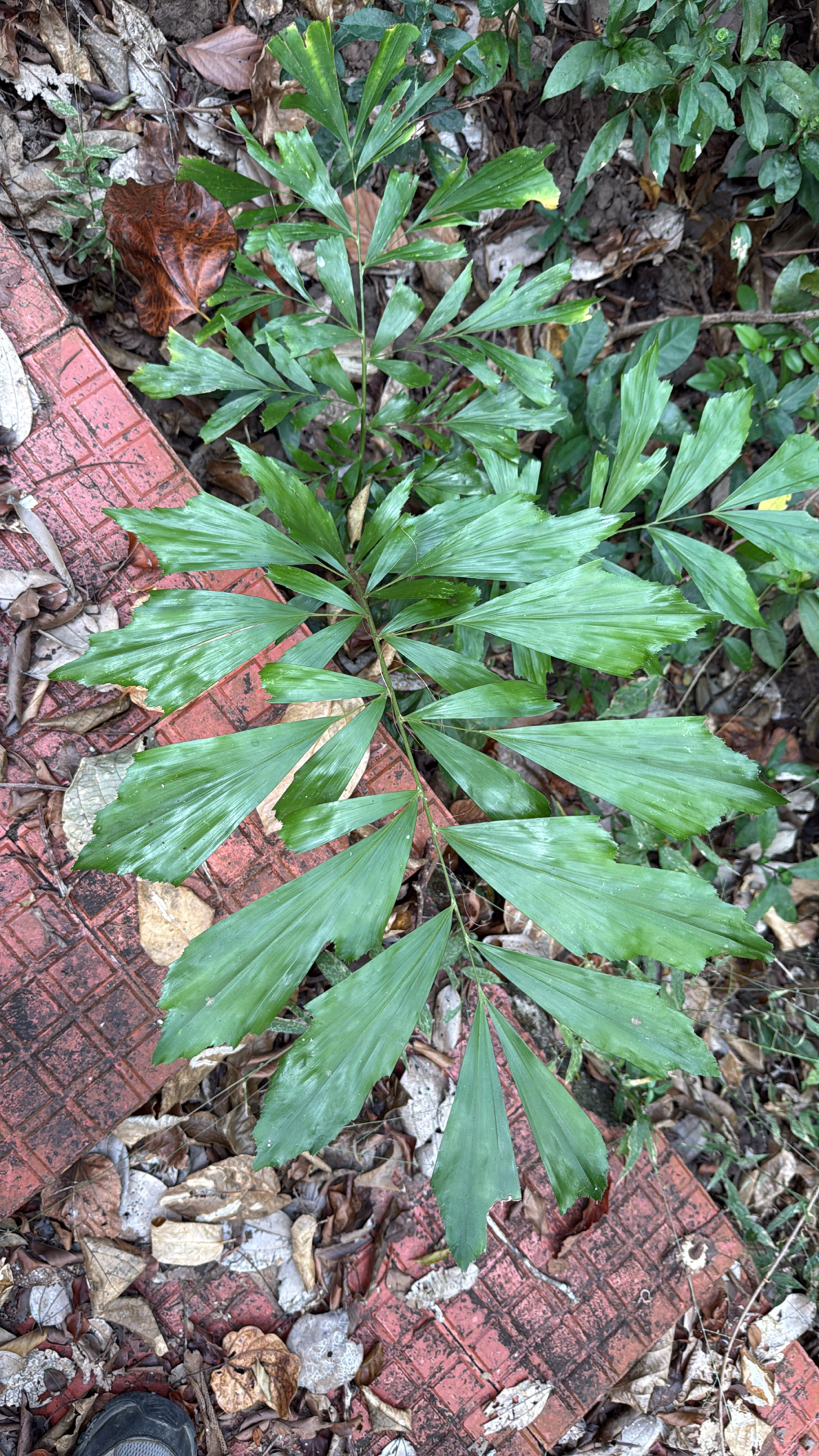 鱼尾葵照片2