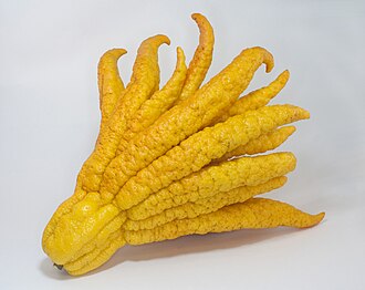 佛手照片3