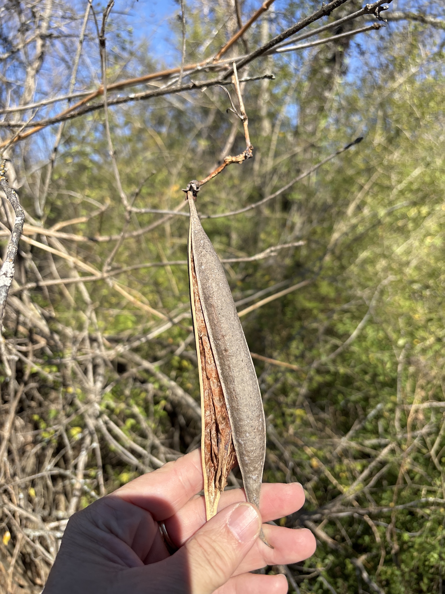 凌霄盆栽照片3