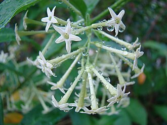 夜香木照片1
