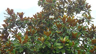 广玉兰照片3