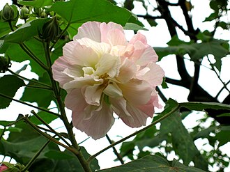 木芙蓉照片2