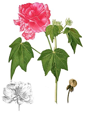 木芙蓉照片3