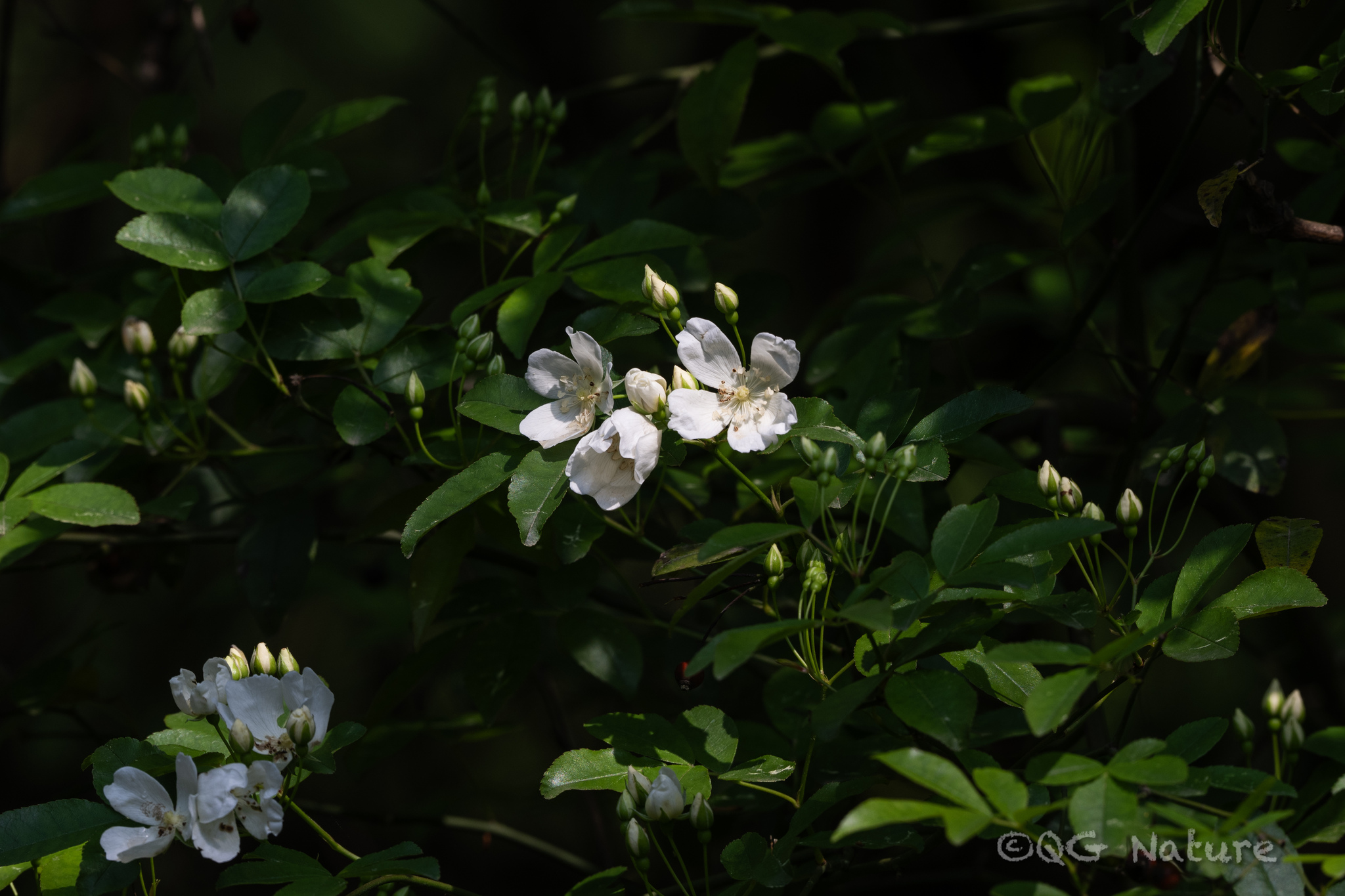 木香照片3