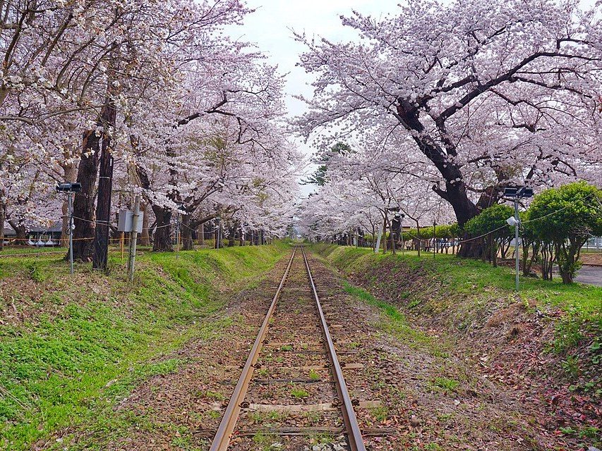 樱花实拍