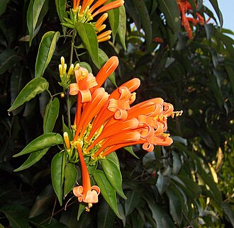 炮仗花照片2