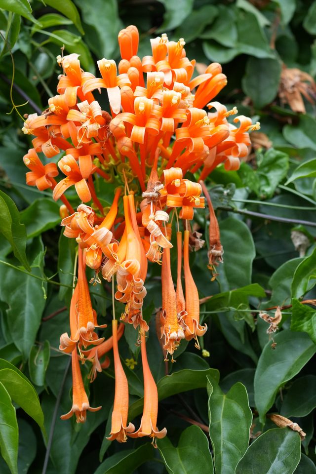 炮仗花藤