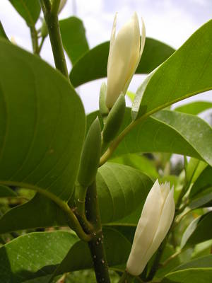 白兰花照片1