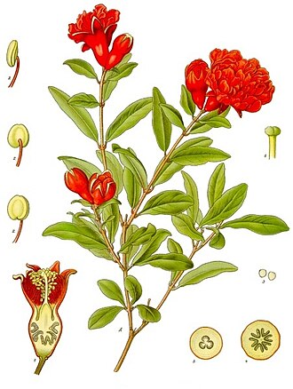 石榴照片3