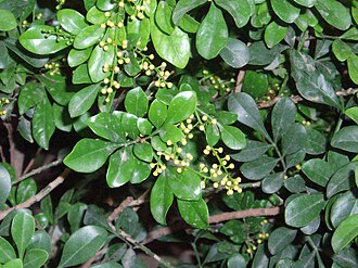 米兰小叶照片2