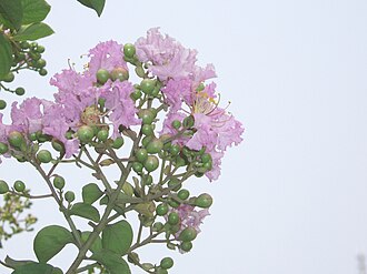 紫薇照片3