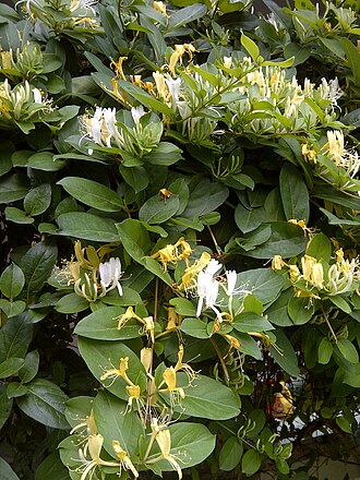 金银花照片1