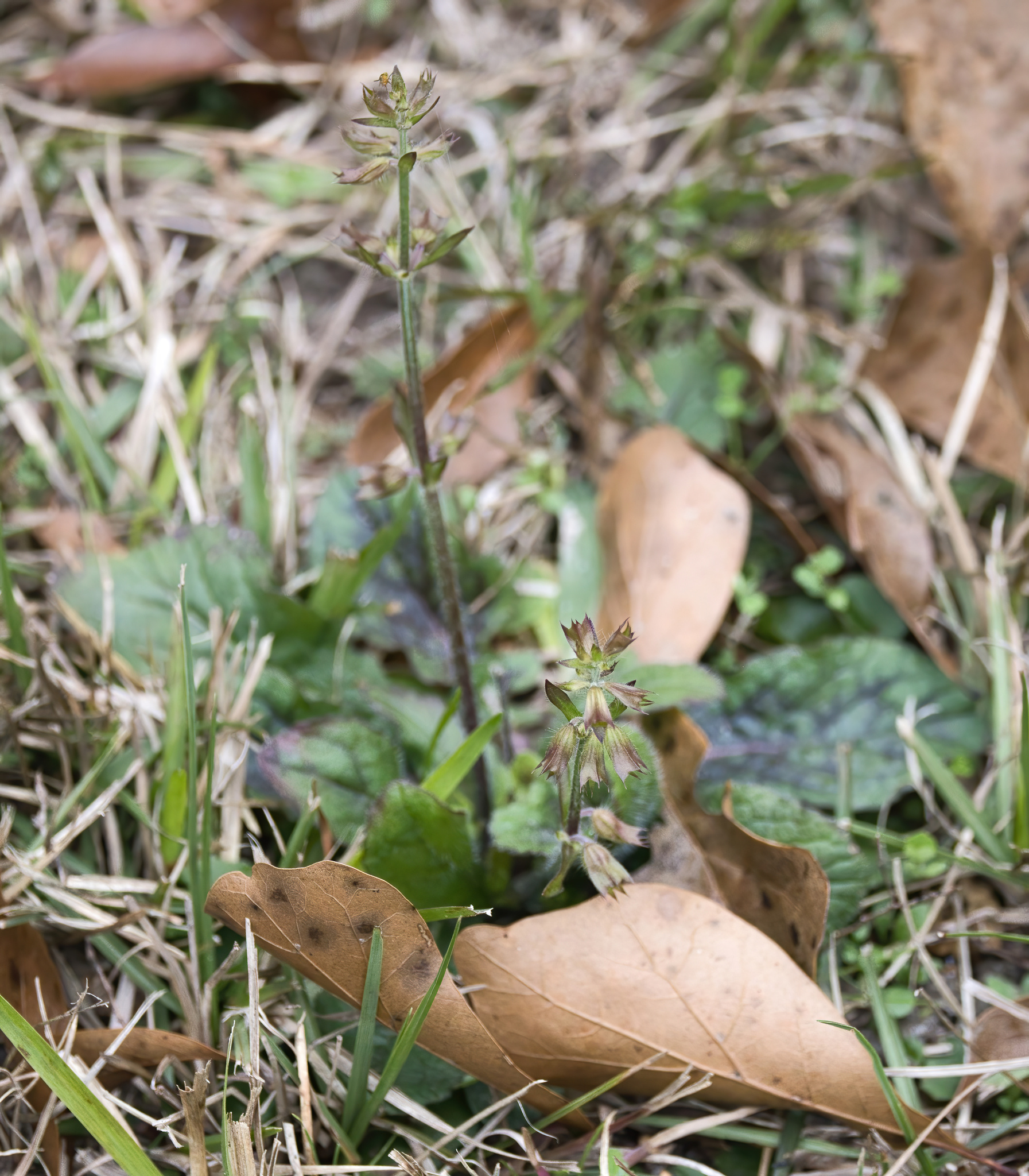 一串红照片1