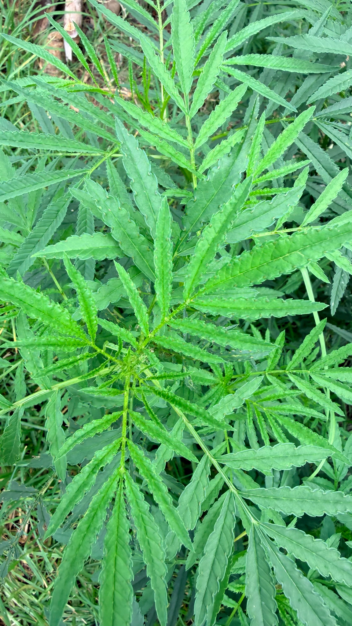 万寿菊照片2
