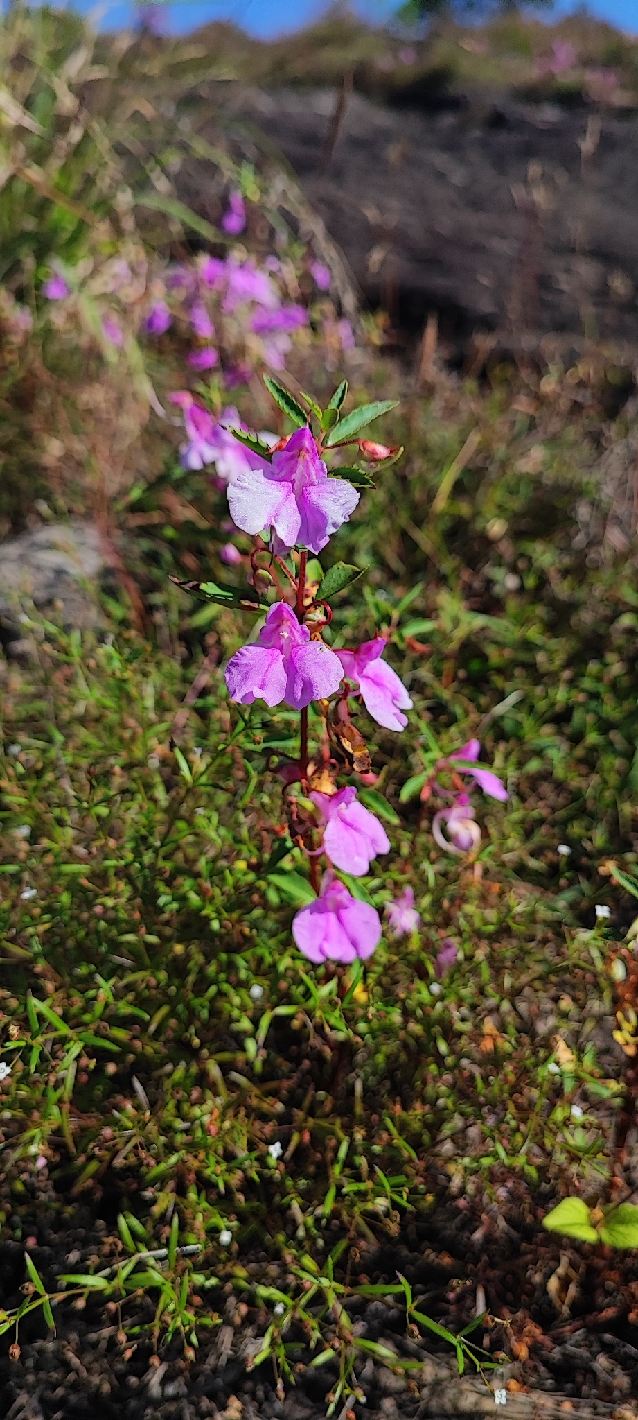 凤仙花照片1