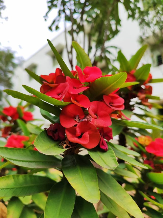 凤仙花