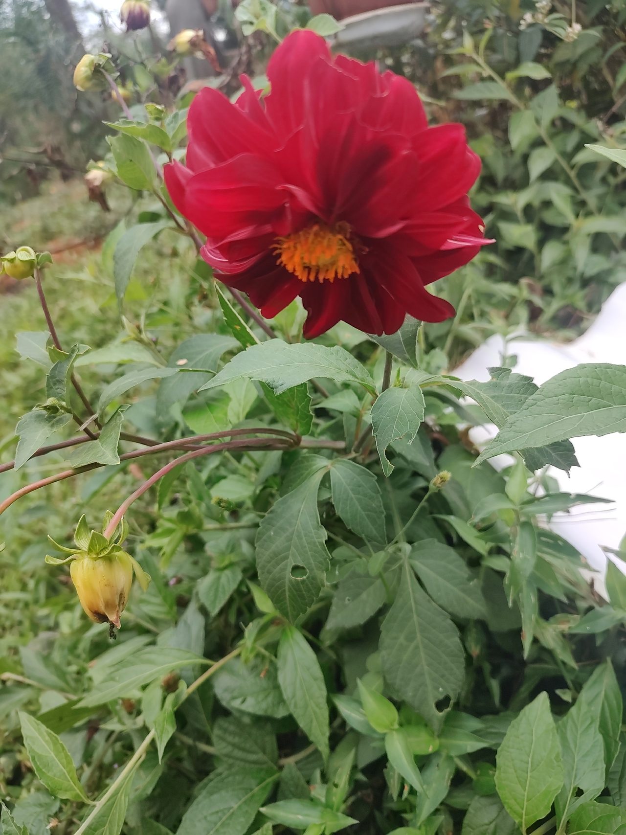 大丽花实拍