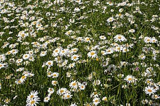 大滨菊实拍