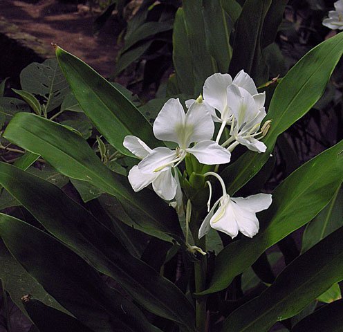 姜花照片1