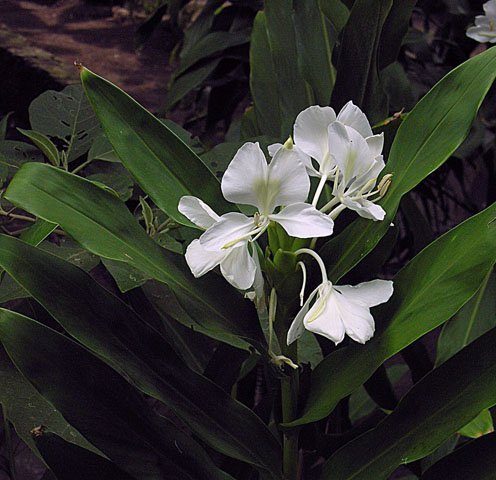 姜花