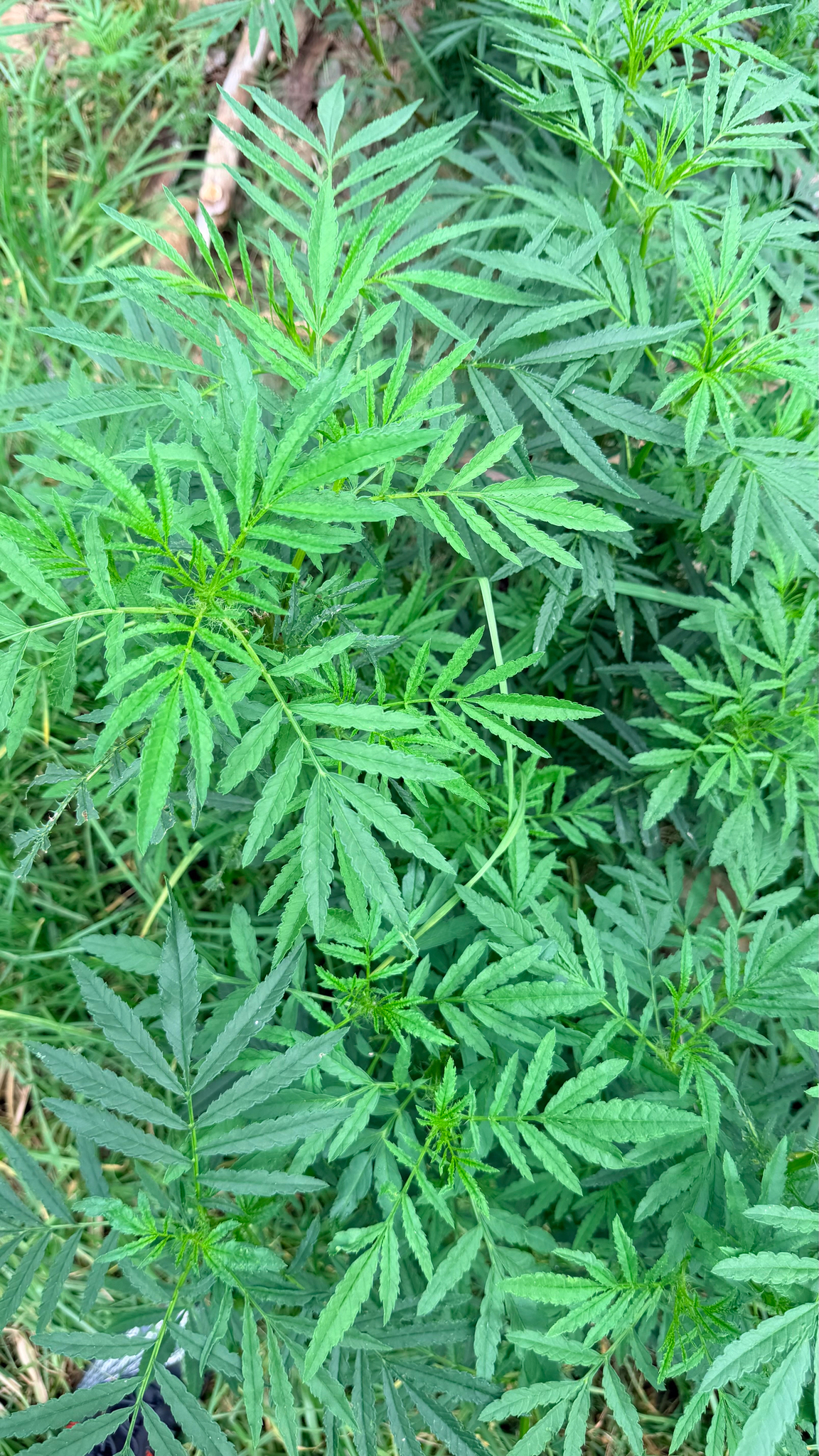 孔雀草照片1
