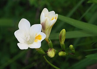 小苍兰照片3