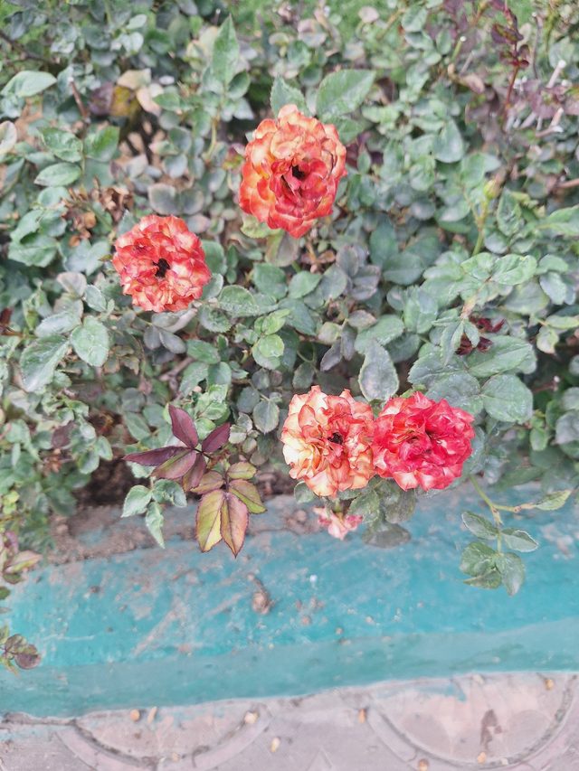 月季