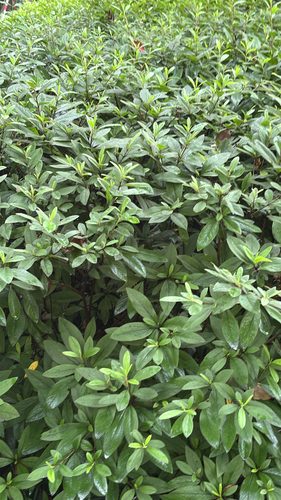 杜鹃花实拍