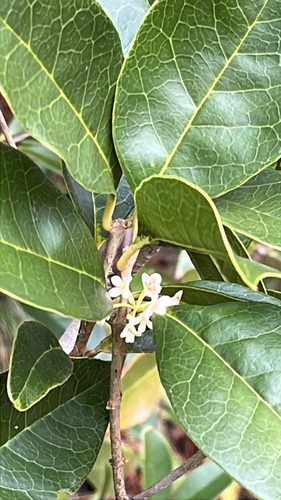 桂花实拍