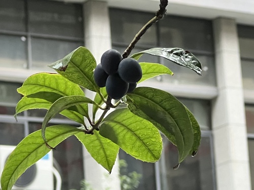 桂花照片2