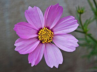 波斯菊实拍