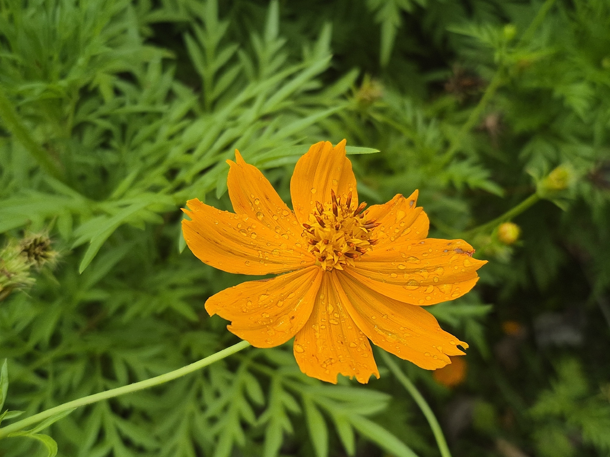 波斯菊照片2