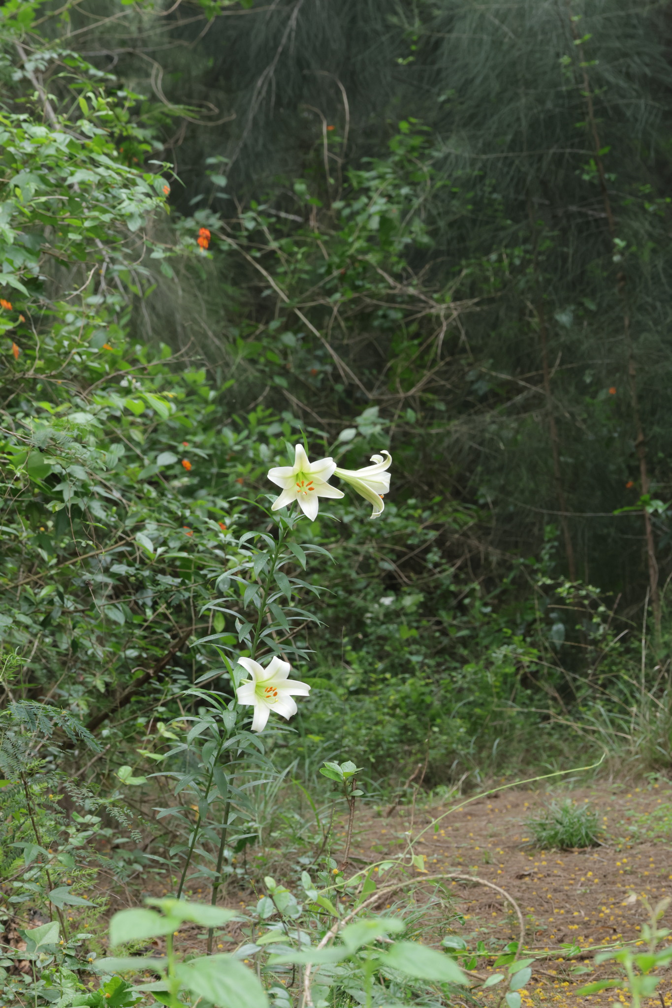 百合照片1