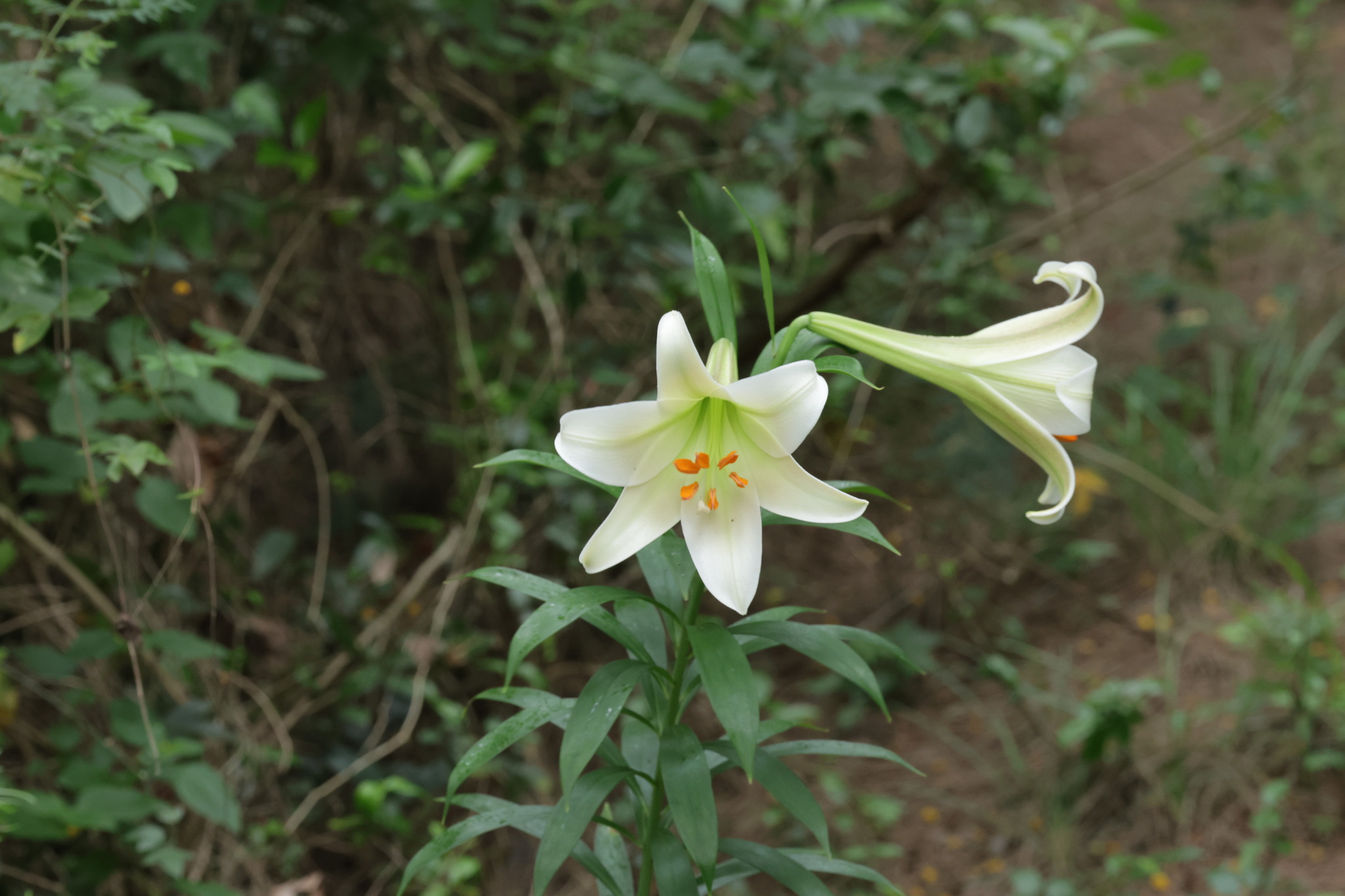 百合照片2