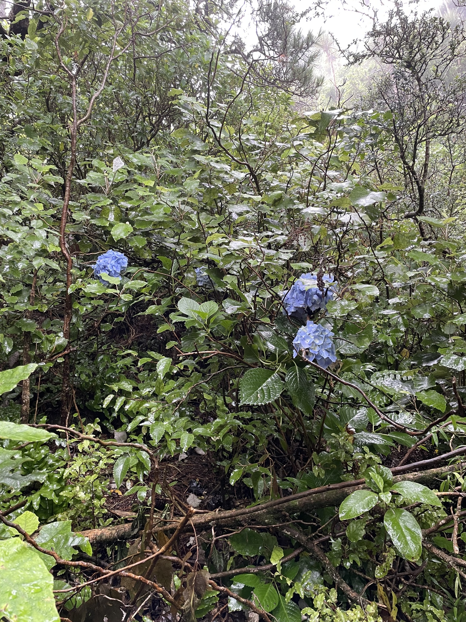 粉花绣球照片3