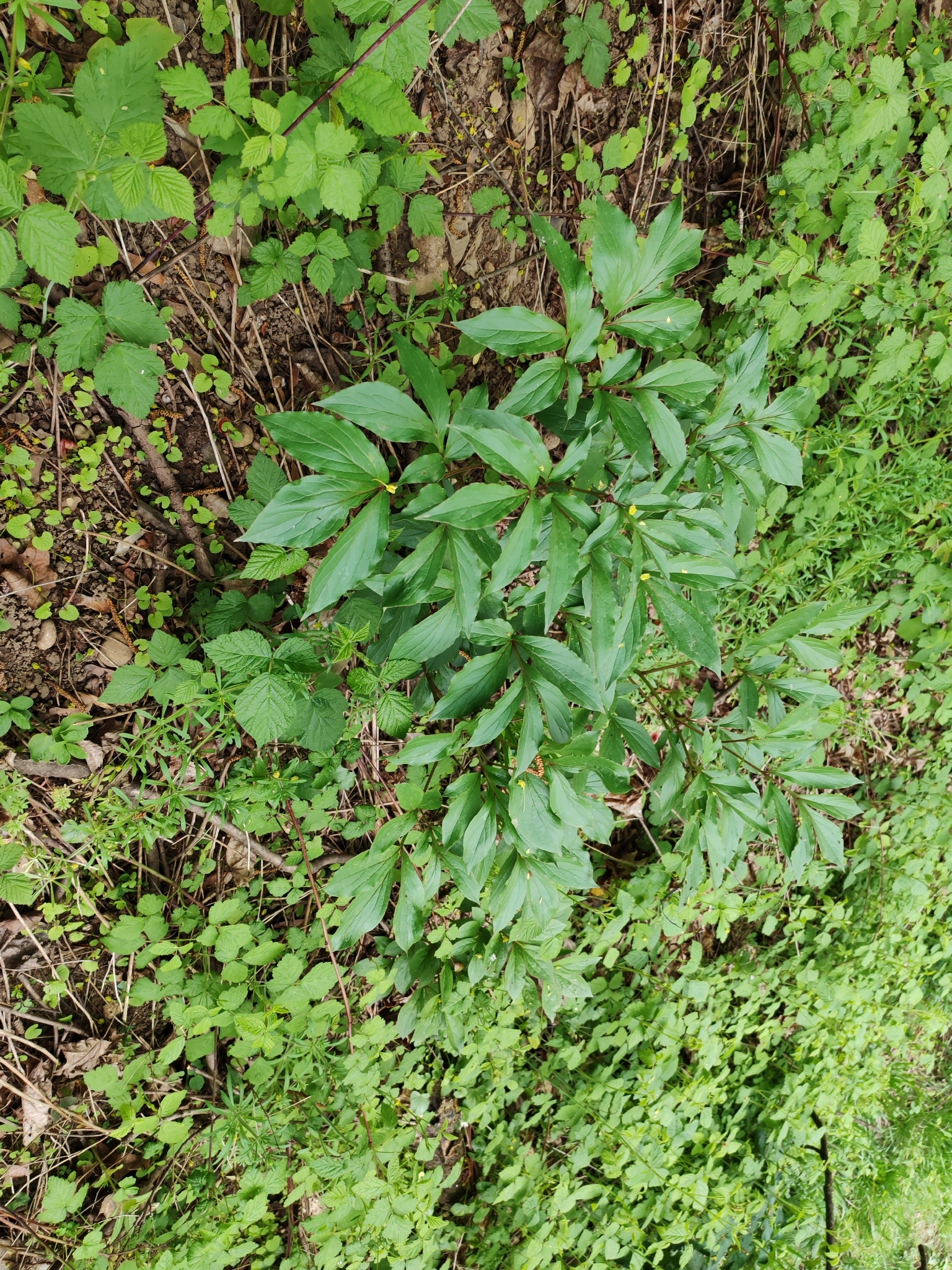芍药照片2