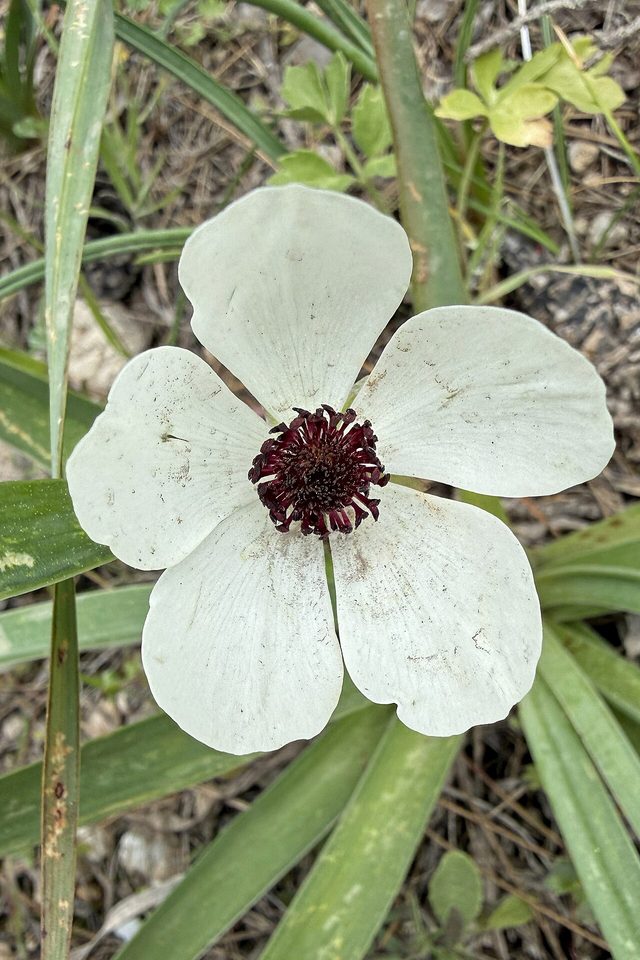 花毛茛