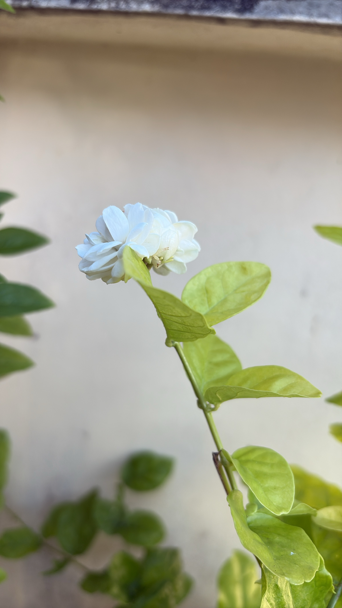 茉莉照片2