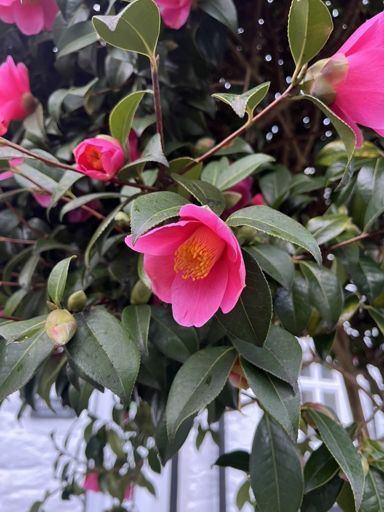 茶花照片1