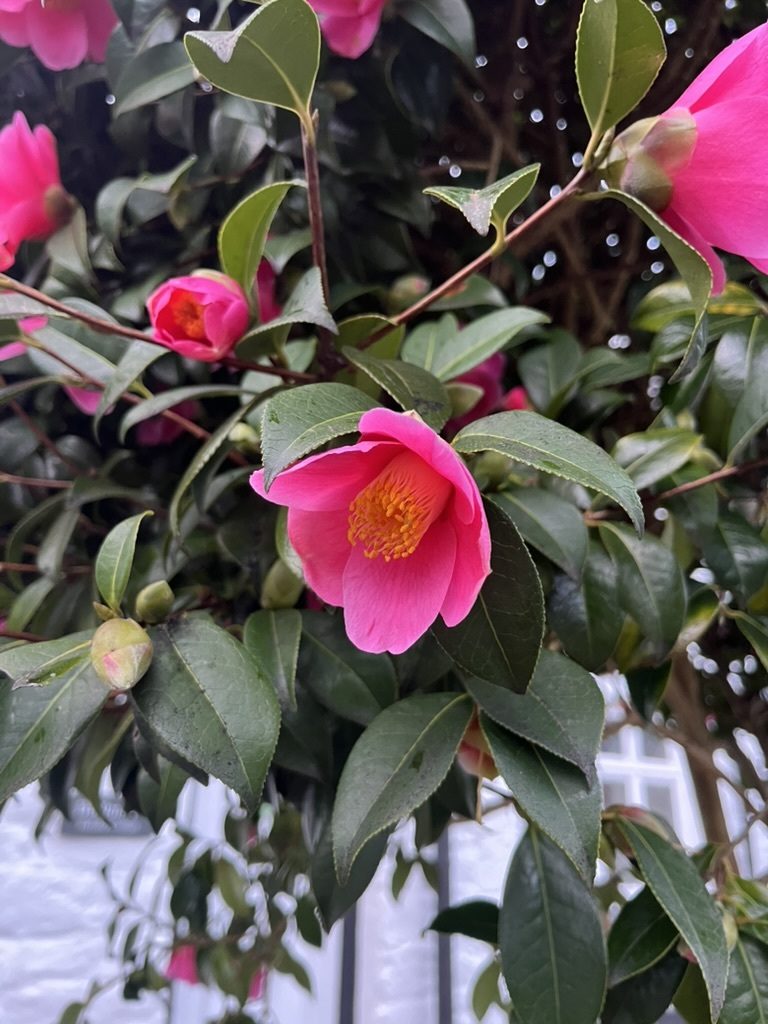 茶花实拍